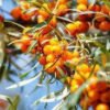 Sea Buckthorn Seed Oil Organic [[product_type]] 0