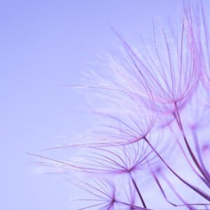 violet colored flowers